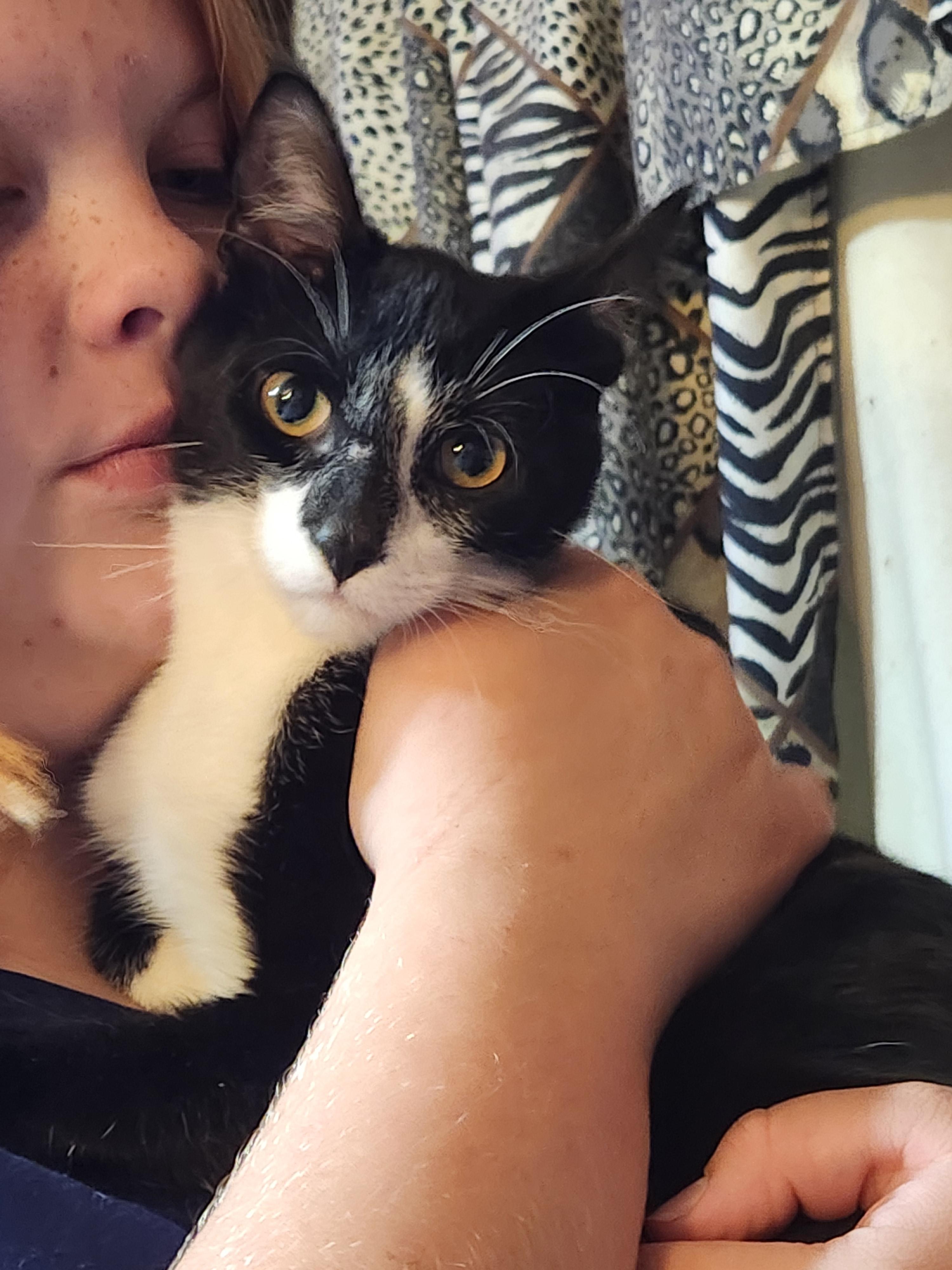 Enlarge Huxley, a Adoptable Domestic Short Hair in Mount Pleasant, TX image 1/3