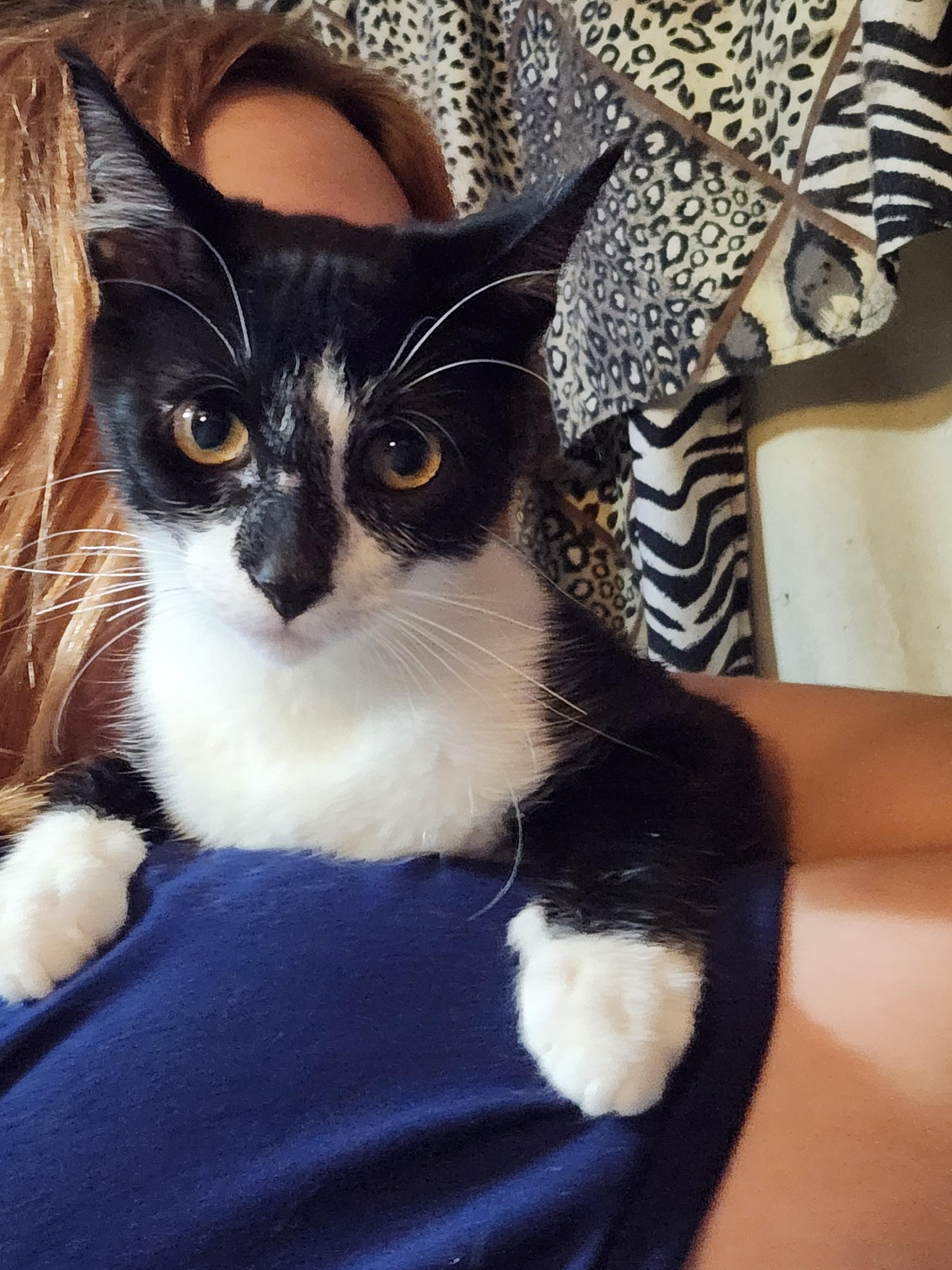 Enlarge Huxley, a Adoptable Domestic Short Hair in Mount Pleasant, TX image 2/3