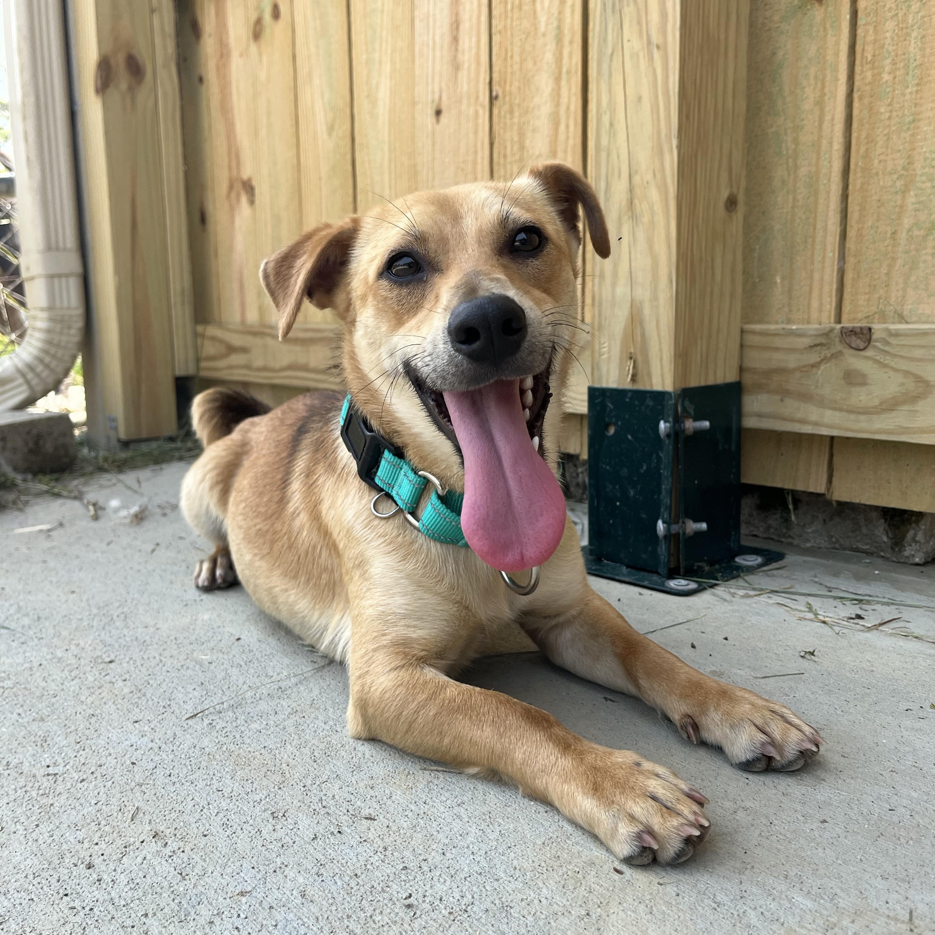 Luke, Young Male Jack Russell Terrier
