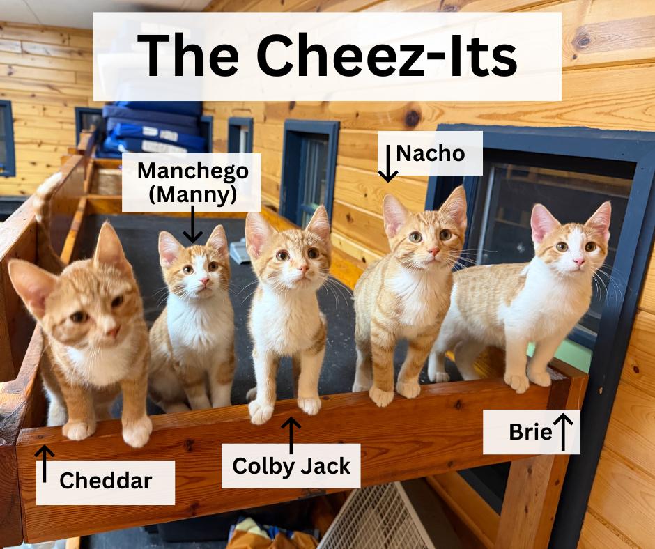 Enlarge Cheddar, an adopted Domestic Short Hair in Stockholm, WI image 5/5