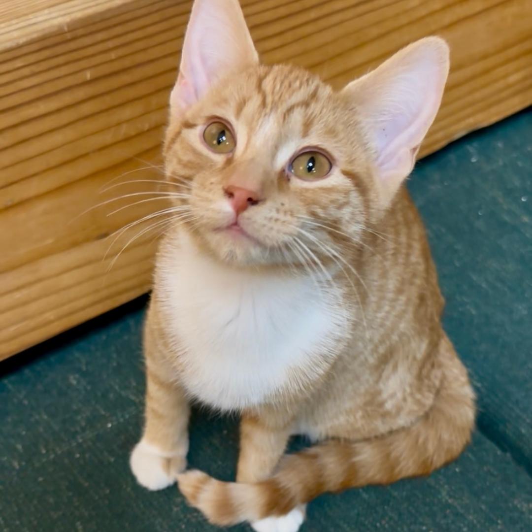 Cheddar, adopted, Kitten Female Domestic Short Hair.
