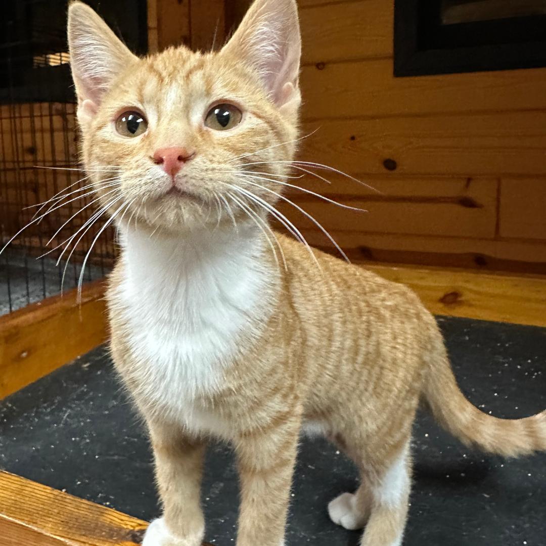 Enlarge Cheddar, an adopted Domestic Short Hair in Stockholm, WI image 3/5
