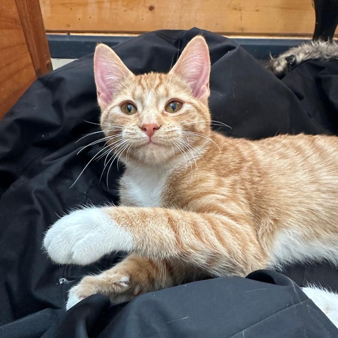 Enlarge Cheddar, an adopted Domestic Short Hair in Stockholm, WI image 2/5