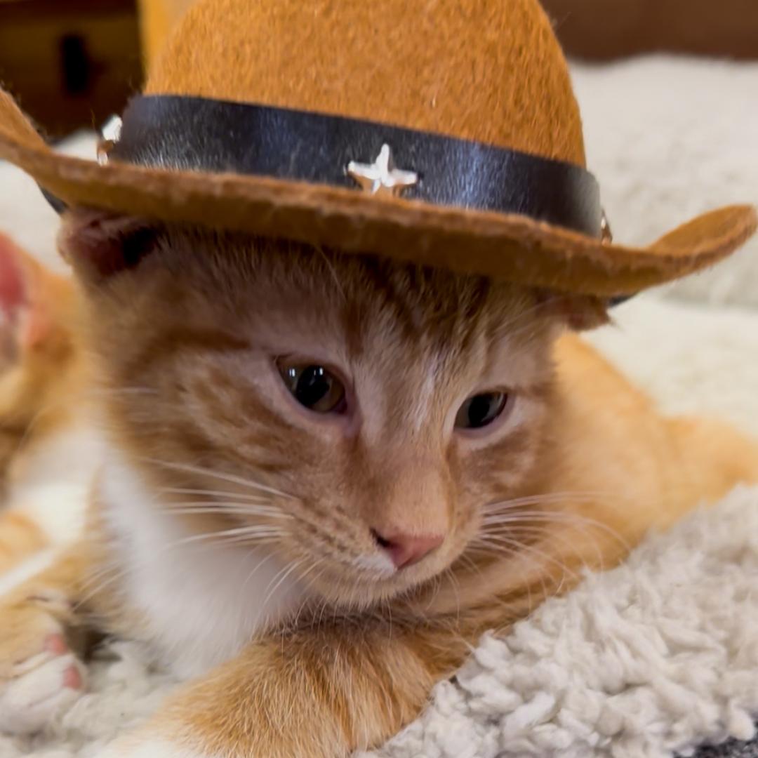 Enlarge Cheddar, an adopted Domestic Short Hair in Stockholm, WI image 4/5