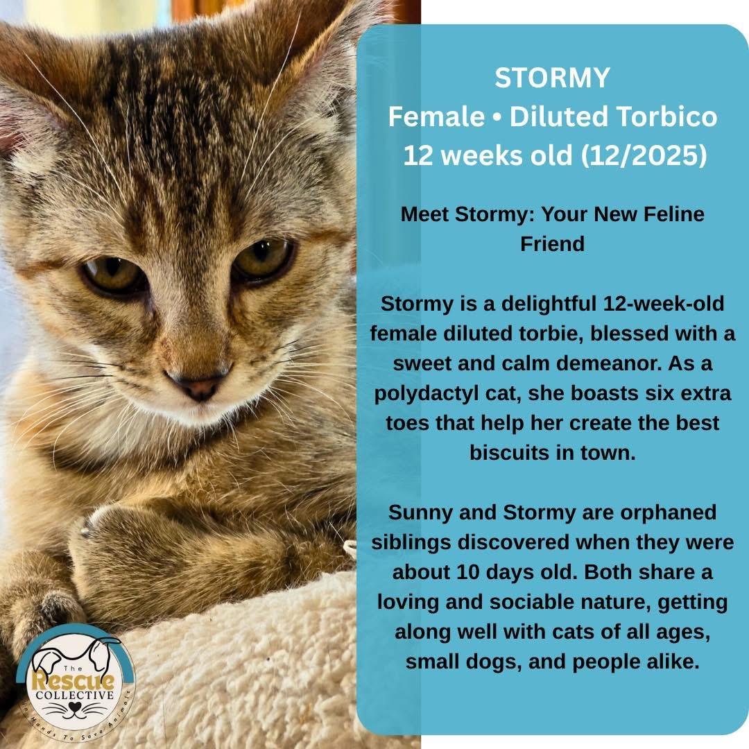 Enlarge Stormy, a ADOPTABLE Dilute Tortoiseshell in Clive, AB image 1/1