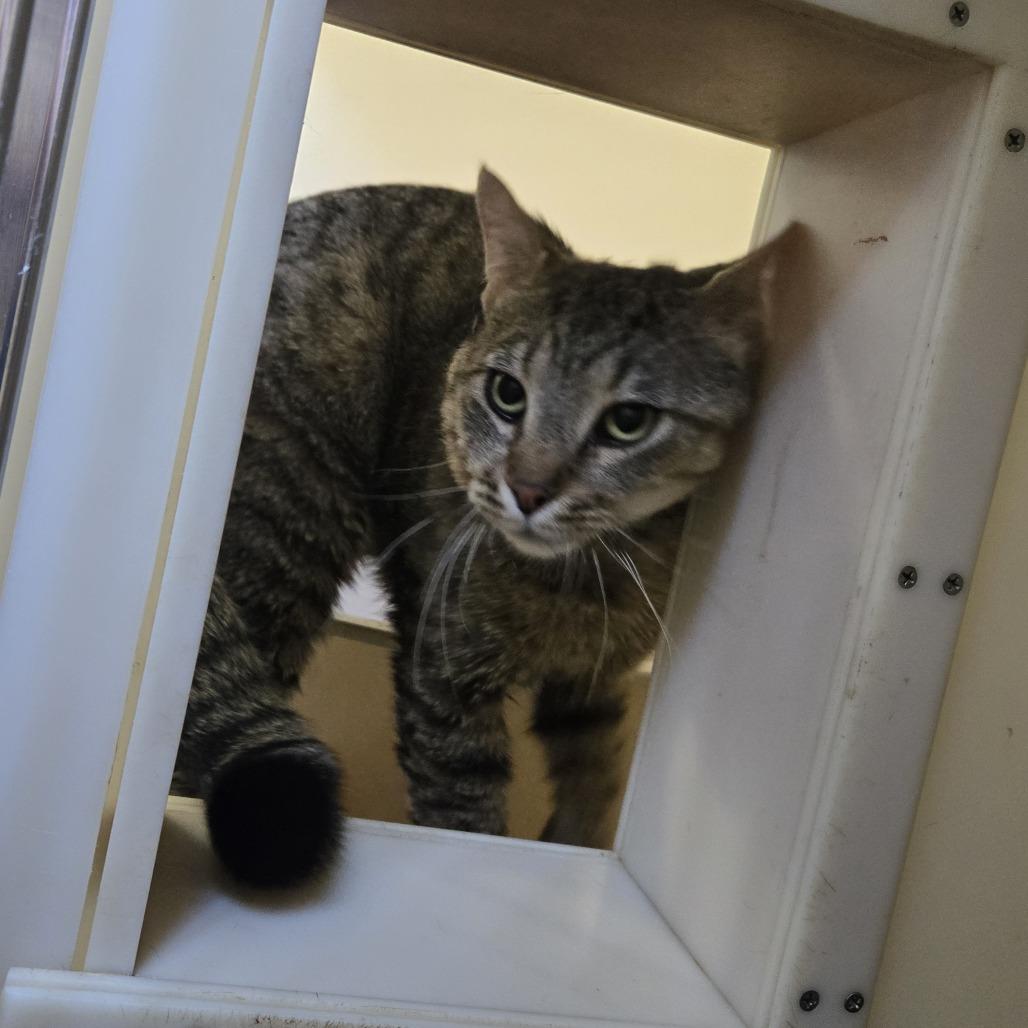 Mugsey 26-198, Adoptable, Adult Male Domestic Short Hair.