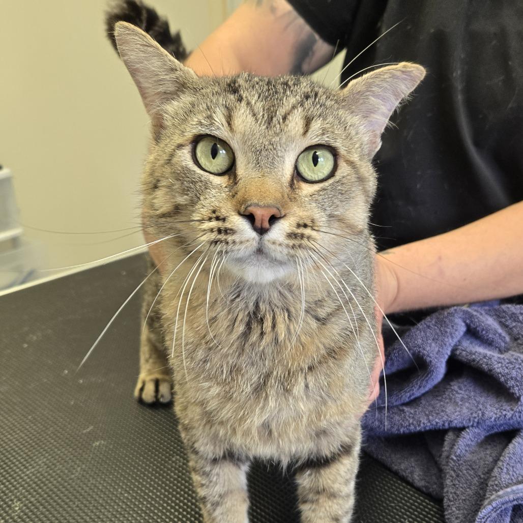 Enlarge Mugsey 26-198, a Adoptable Domestic Short Hair in Tawas City, MI image 2/2