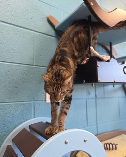 Enlarge Wallace, a Adoptable mixed breed in Westland, MI image 1/3