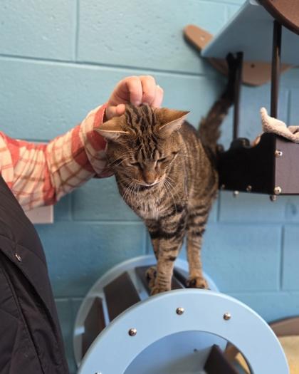 Enlarge Wallace, a Adoptable mixed breed in Westland, MI image 2/3