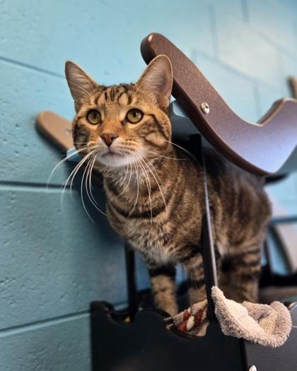 Enlarge Wallace, a Adoptable mixed breed in Westland, MI image 3/3