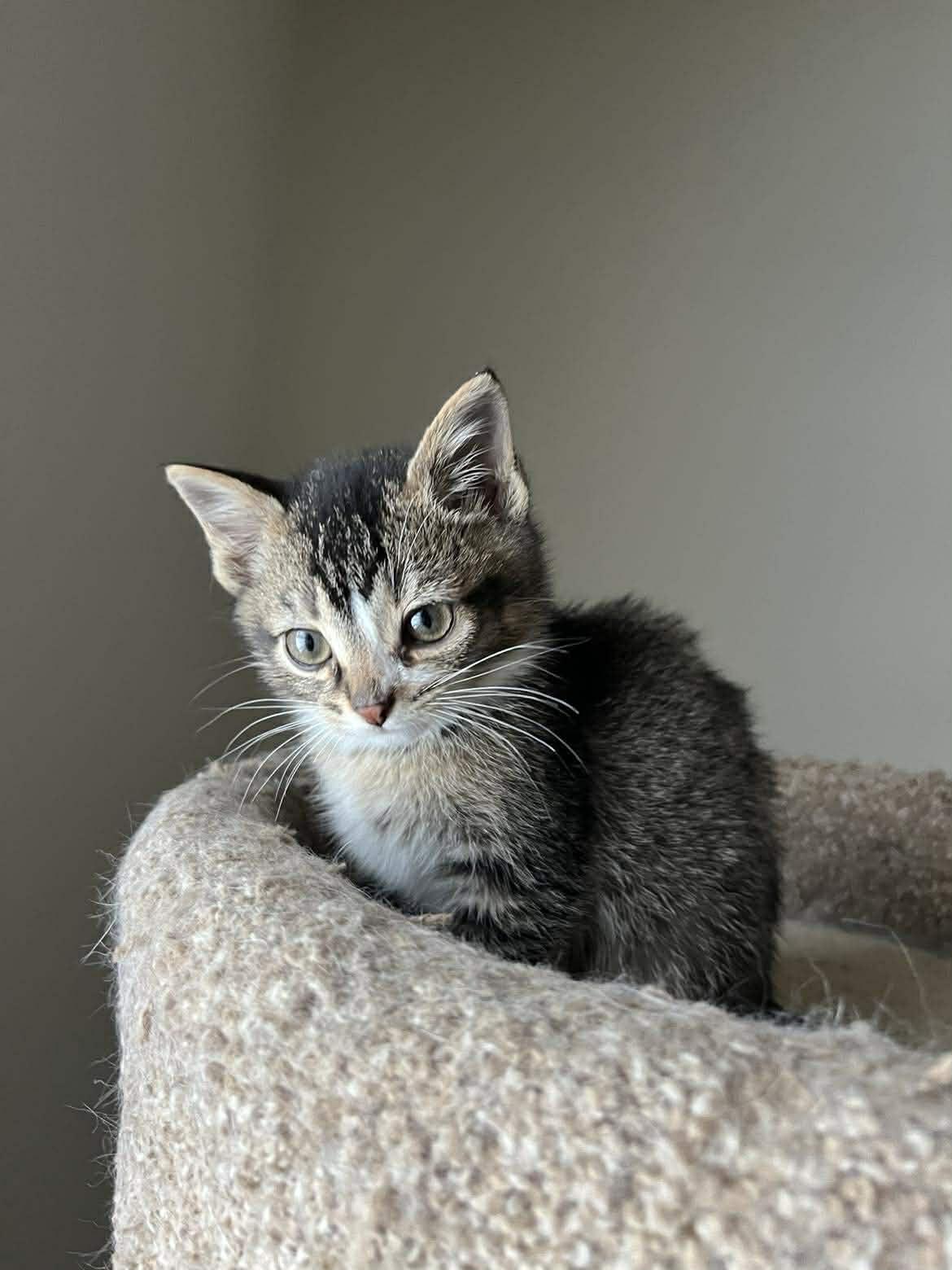 Enlarge Ani, a Adoptable mixed breed in Chicago, IL image 3/6