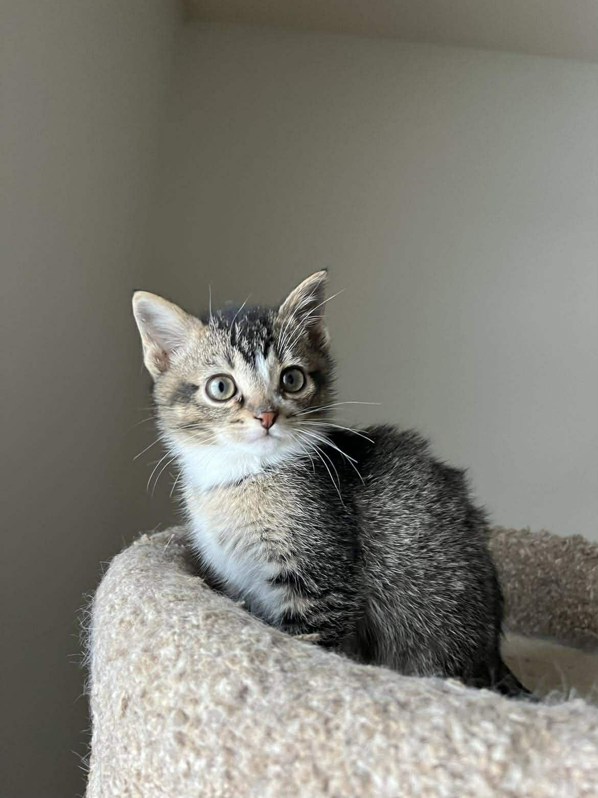 Enlarge Ani, a Adoptable mixed breed in Chicago, IL image 4/6