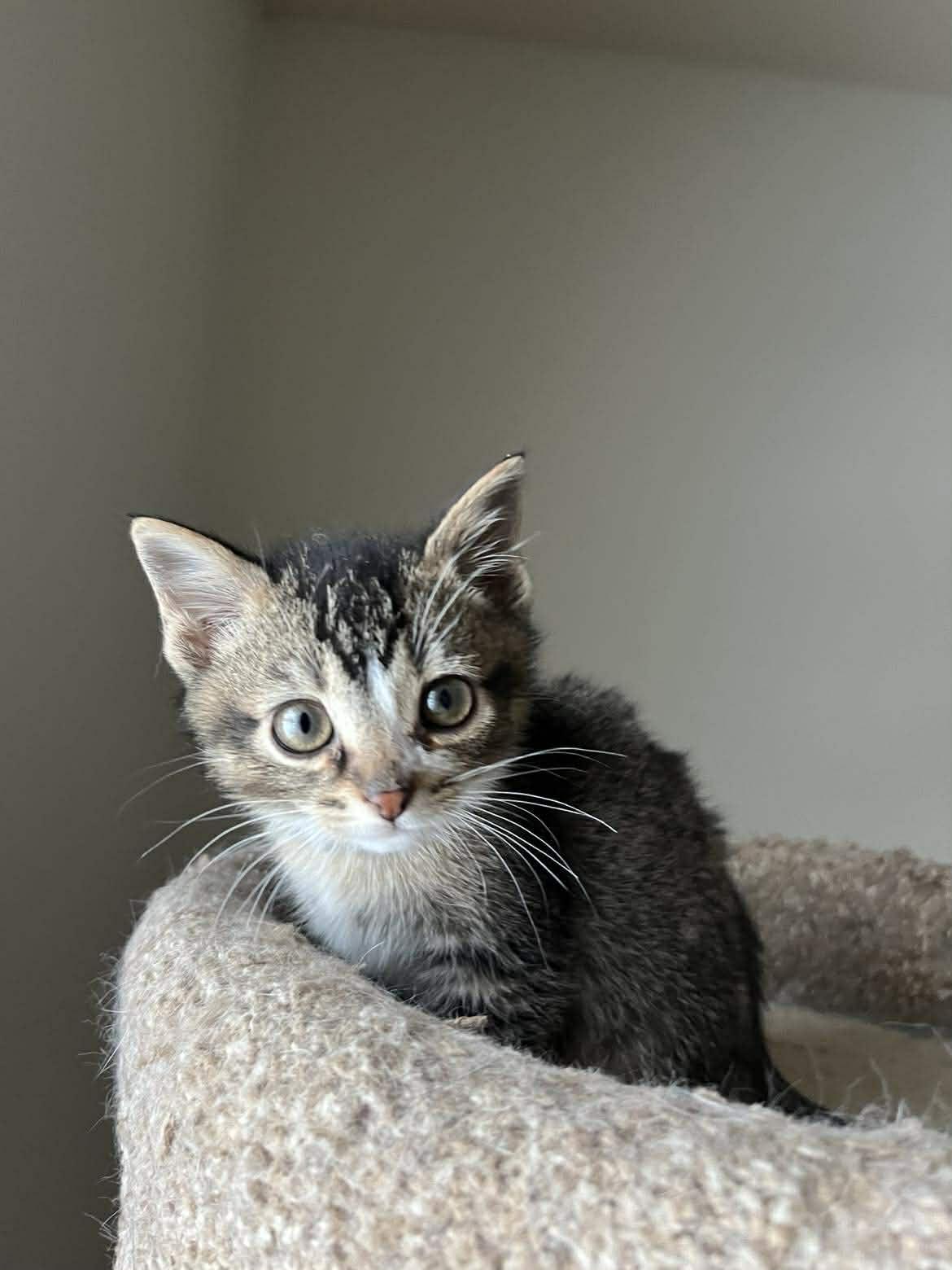 Enlarge Ani, a Adoptable mixed breed in Chicago, IL image 1/6