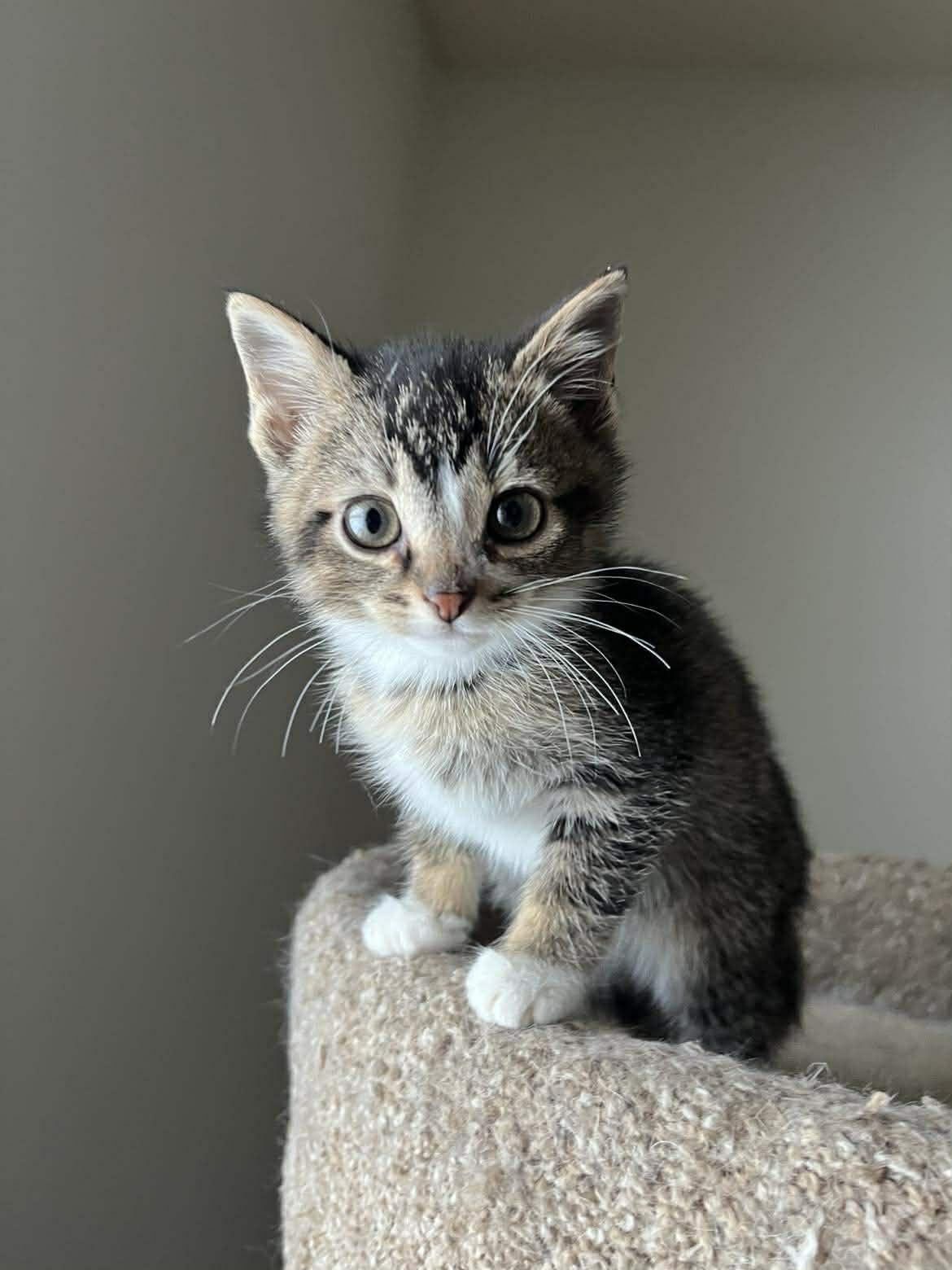 Enlarge Ani, a Adoptable mixed breed in Chicago, IL image 5/6