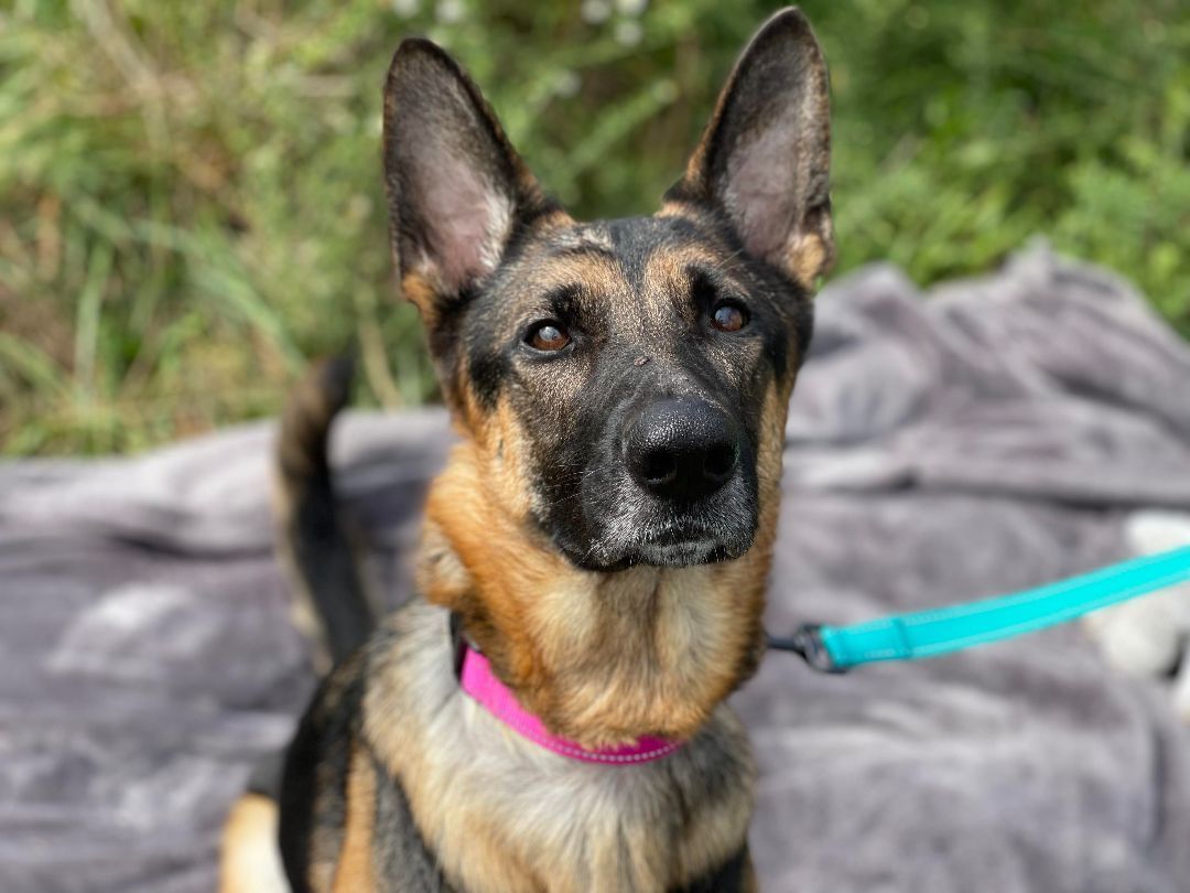 Nikita , Adoptable, Adult Female German Shepherd Dog.