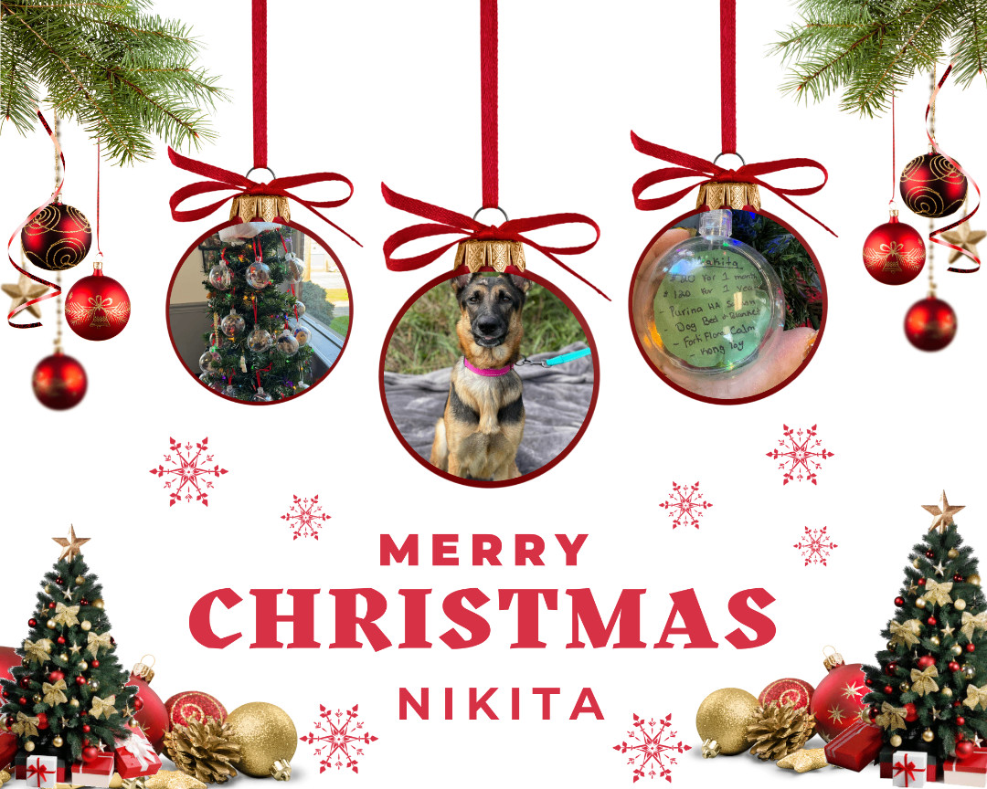 Nikita , a Adoptable German Shepherd Dog in Huntington, WV image 2/6