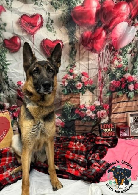 Nikita , a Adoptable German Shepherd Dog in Huntington, WV image 6/6