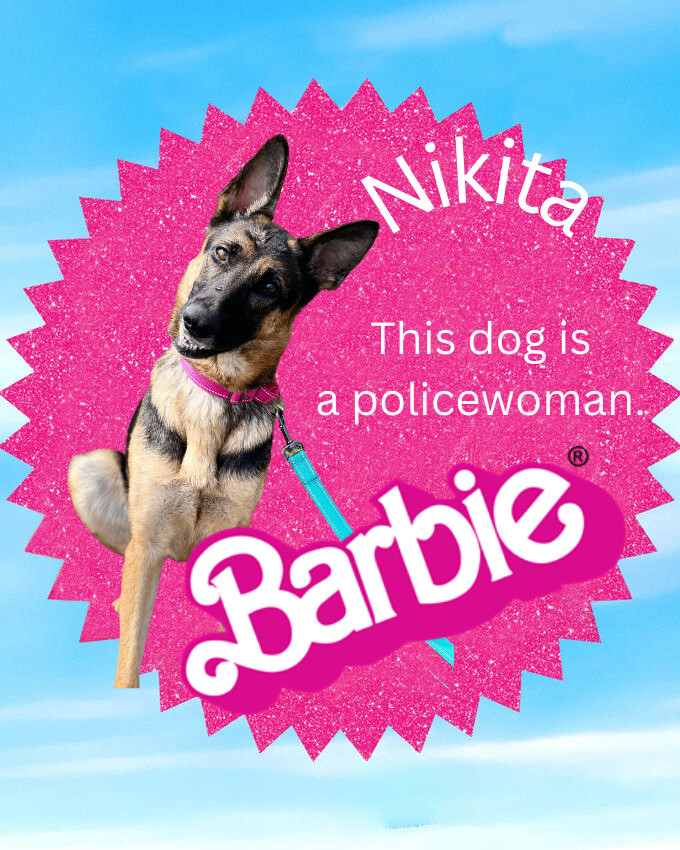 Nikita , a Adoptable German Shepherd Dog in Huntington, WV image 3/6