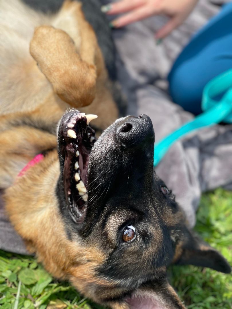 Nikita , a Adoptable German Shepherd Dog in Huntington, WV image 4/6