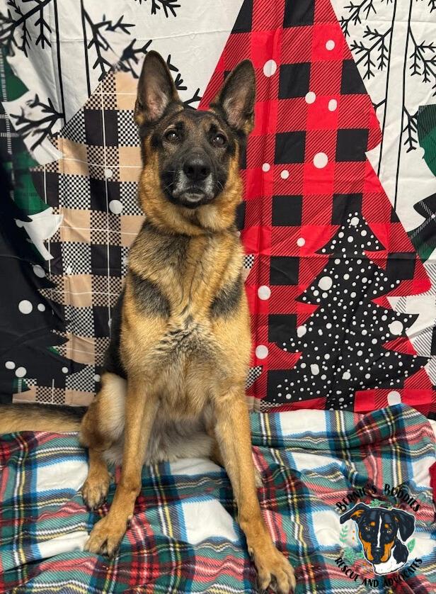 Nikita , a Adoptable German Shepherd Dog in Huntington, WV image 5/6