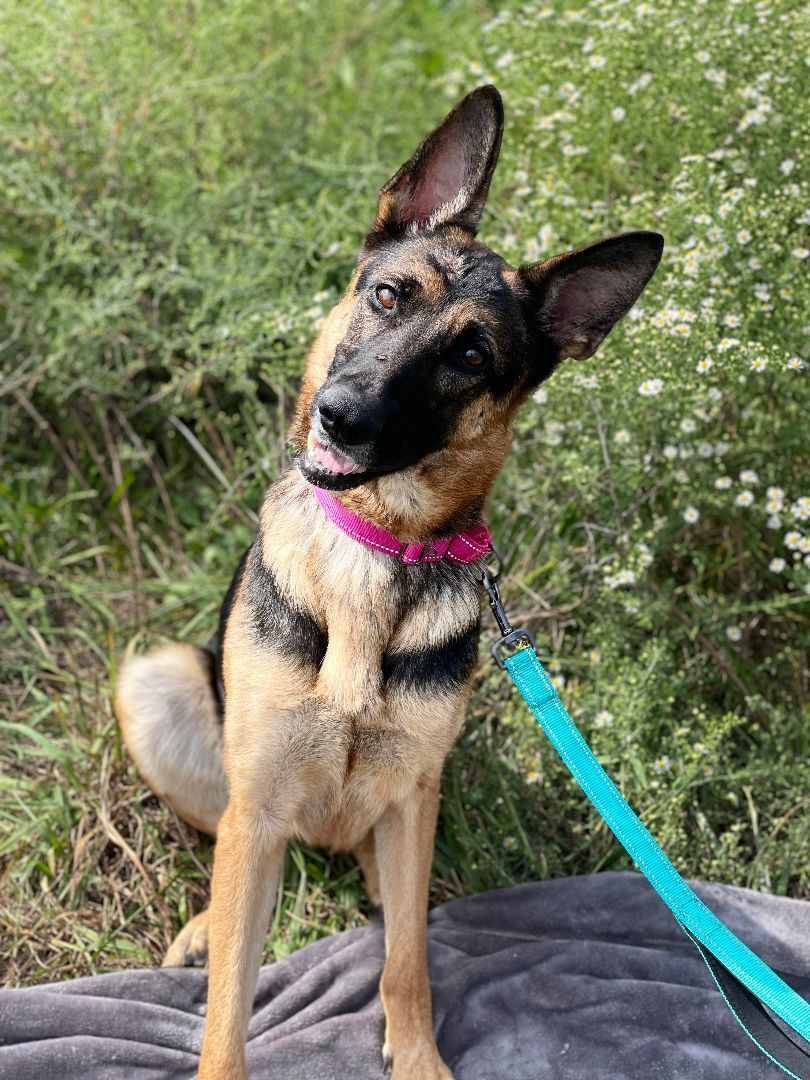 Nikita , a Adoptable German Shepherd Dog in Huntington, WV image 5/6