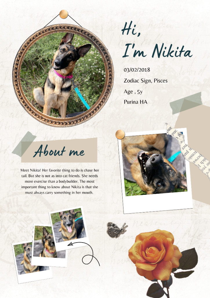 Nikita , a Adoptable German Shepherd Dog in Huntington, WV image 6/6