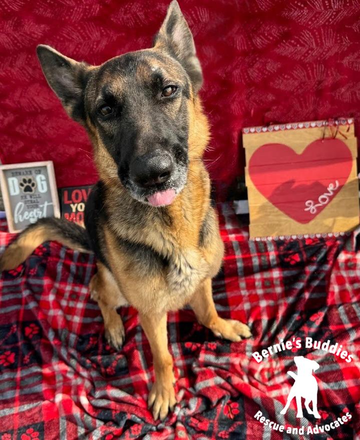 Nikita , a Adoptable German Shepherd Dog in Huntington, WV image 4/6