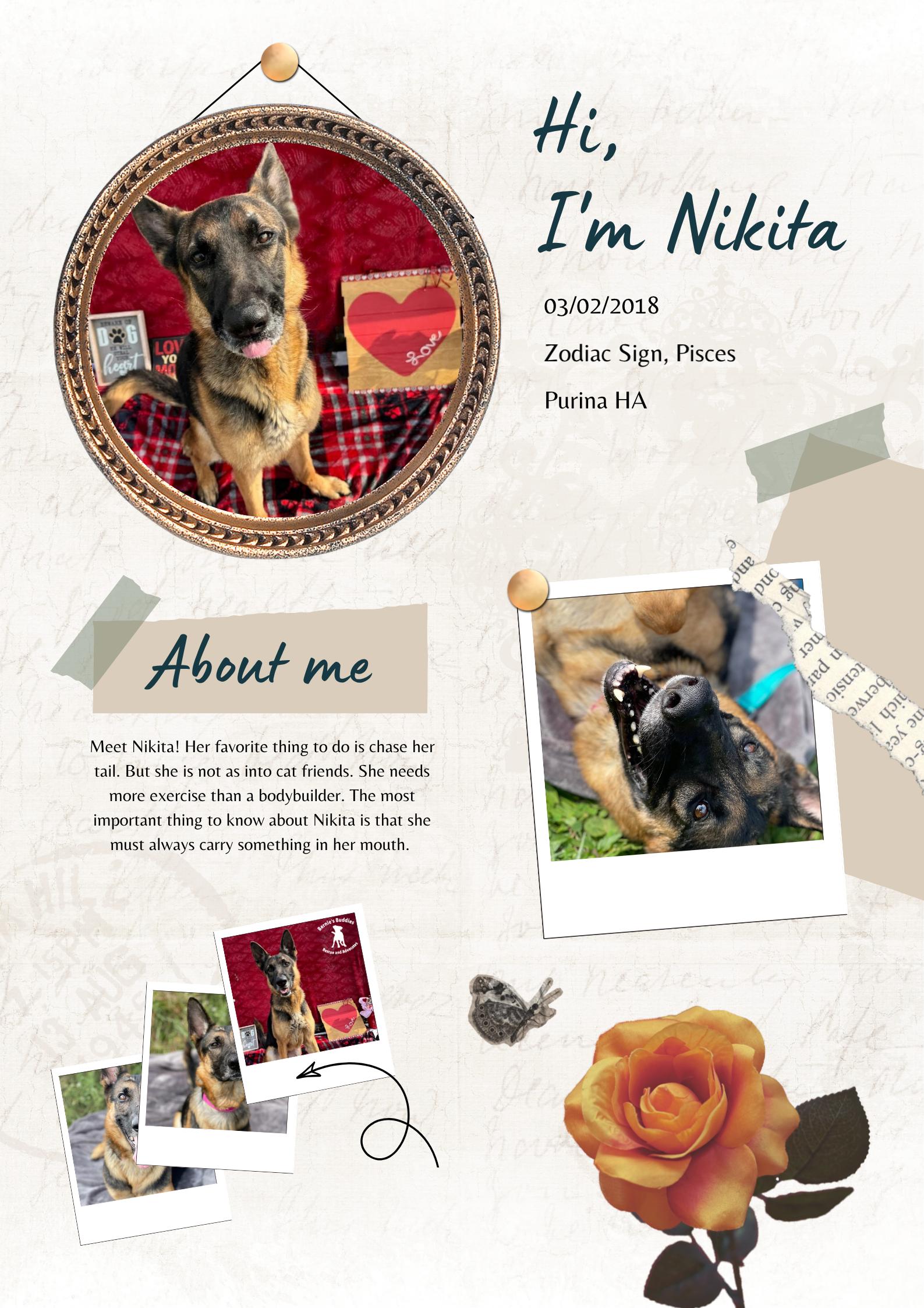 Nikita , Adoptable, Senior Female German Shepherd Dog.