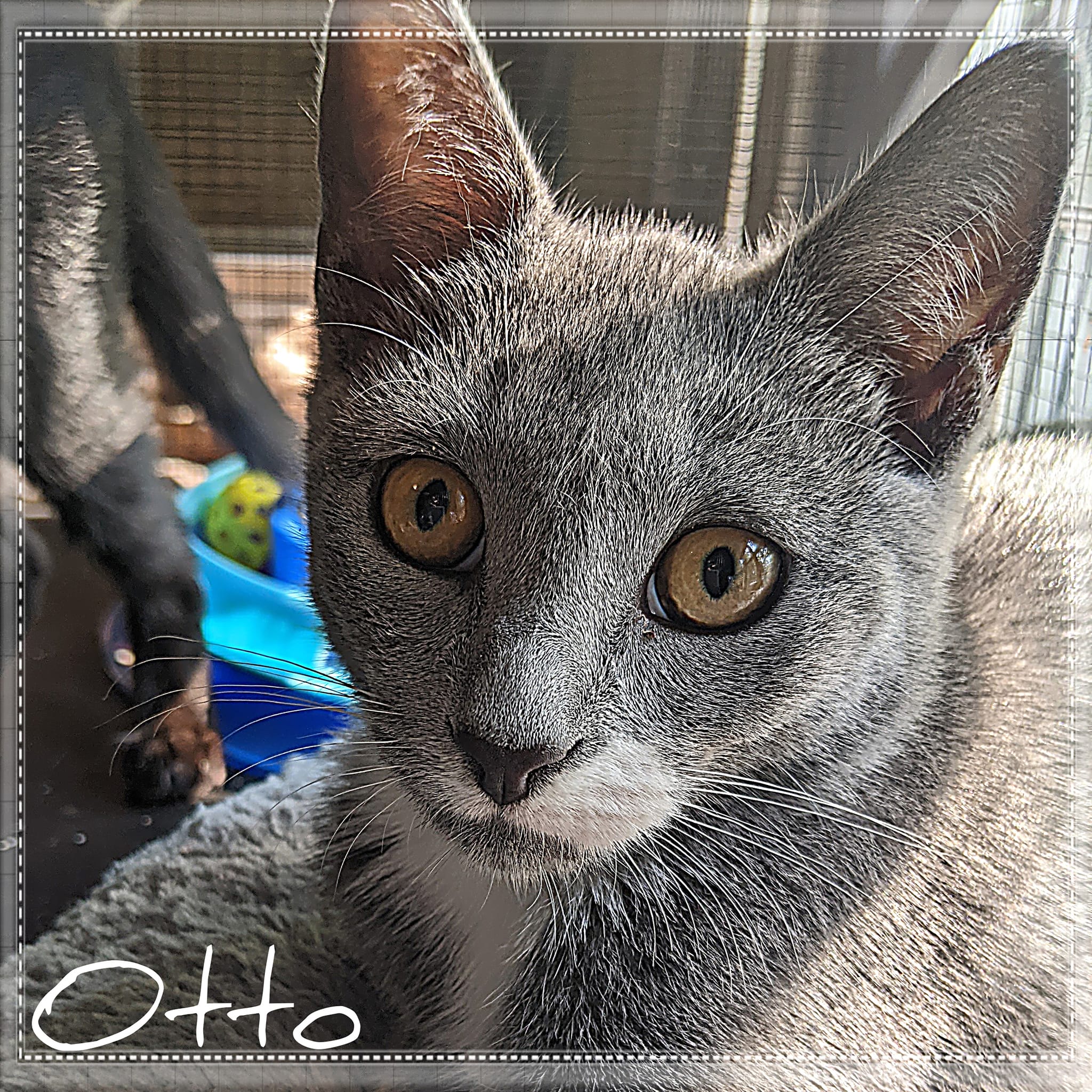 Otto, Adoptable, Kitten Male Domestic Short Hair.