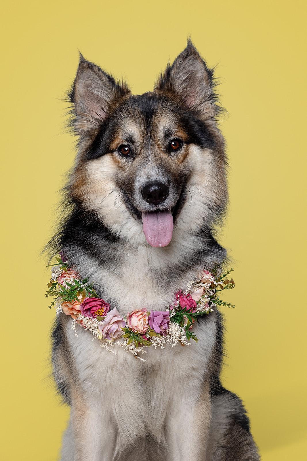 Ebeneezer aka Ebby, adoptable, Adult Male Mixed Breed.