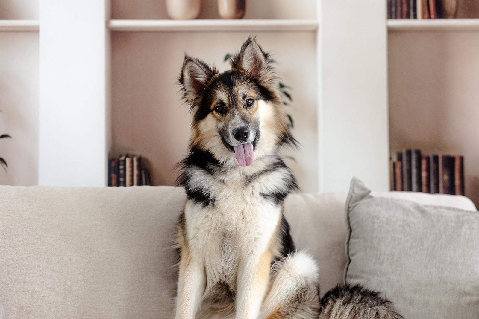 Ebeneezer aka Ebby, an adoptable Mixed Breed in Bowdoin, ME image 3/5