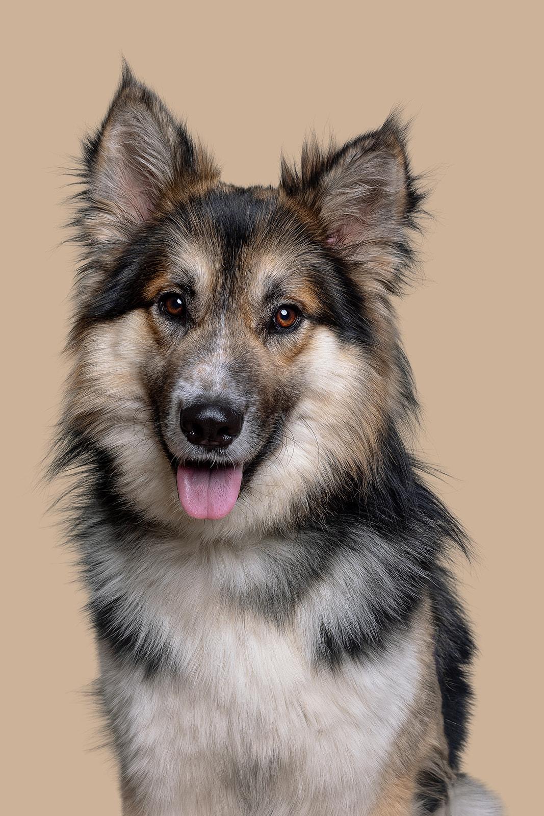 Ebeneezer aka Ebby, an adoptable Mixed Breed in Bowdoin, ME image 4/5