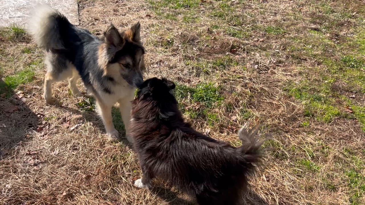 Enlarge Ebeneezer aka Ebby, an adoptable Mixed Breed in Bowdoin, ME video 5/5