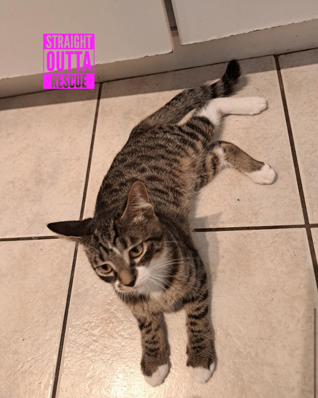 Flicker, a Adoptable Tabby in Vancouver, BC image 5/6