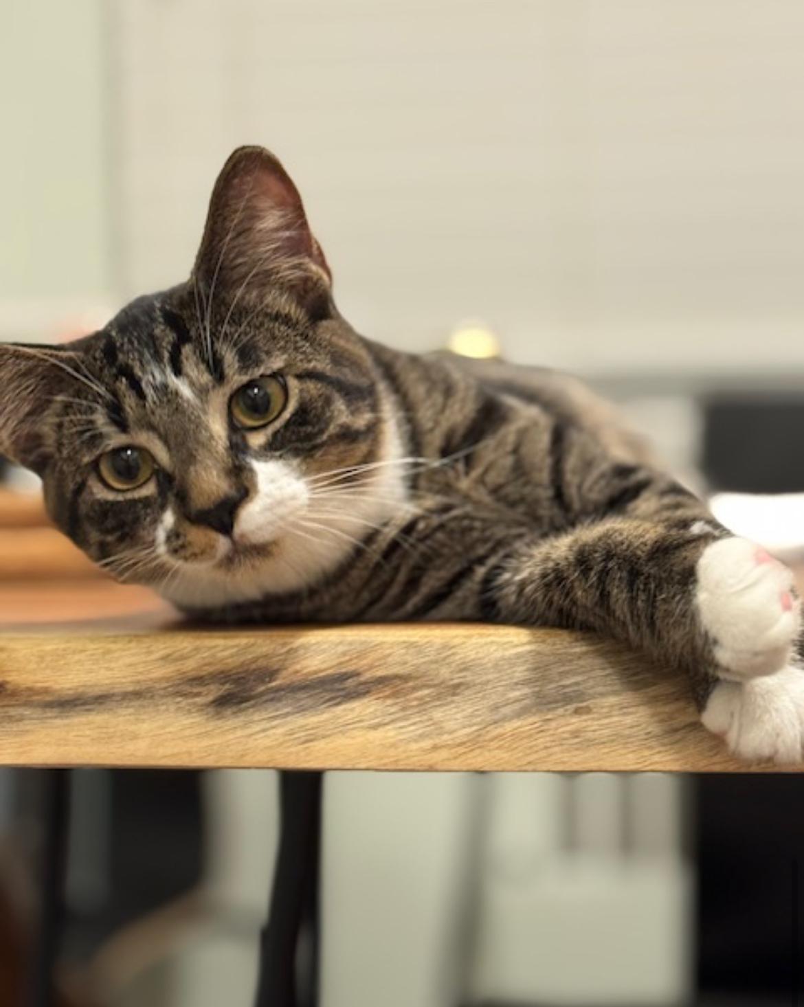 Flicker, Adoptable, Kitten Female Tabby.