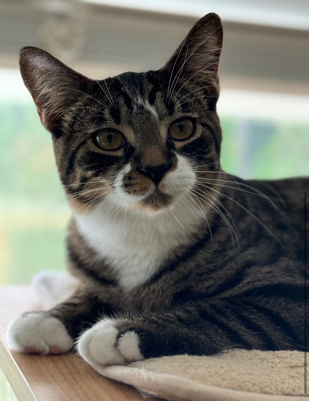 Flicker, a Adoptable Tabby in Vancouver, BC image 2/6