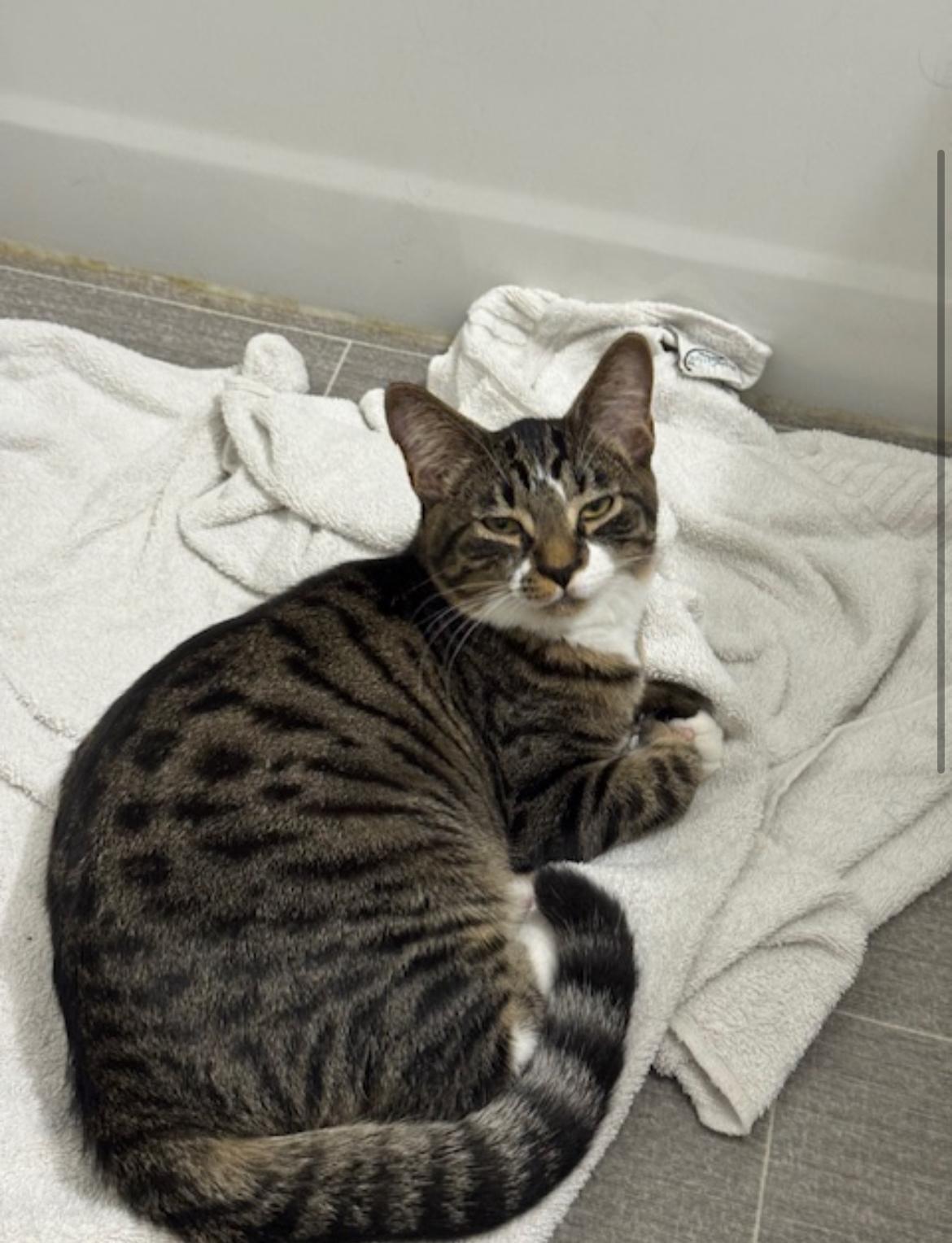 Flicker, a Adoptable Tabby in Vancouver, BC image 3/6