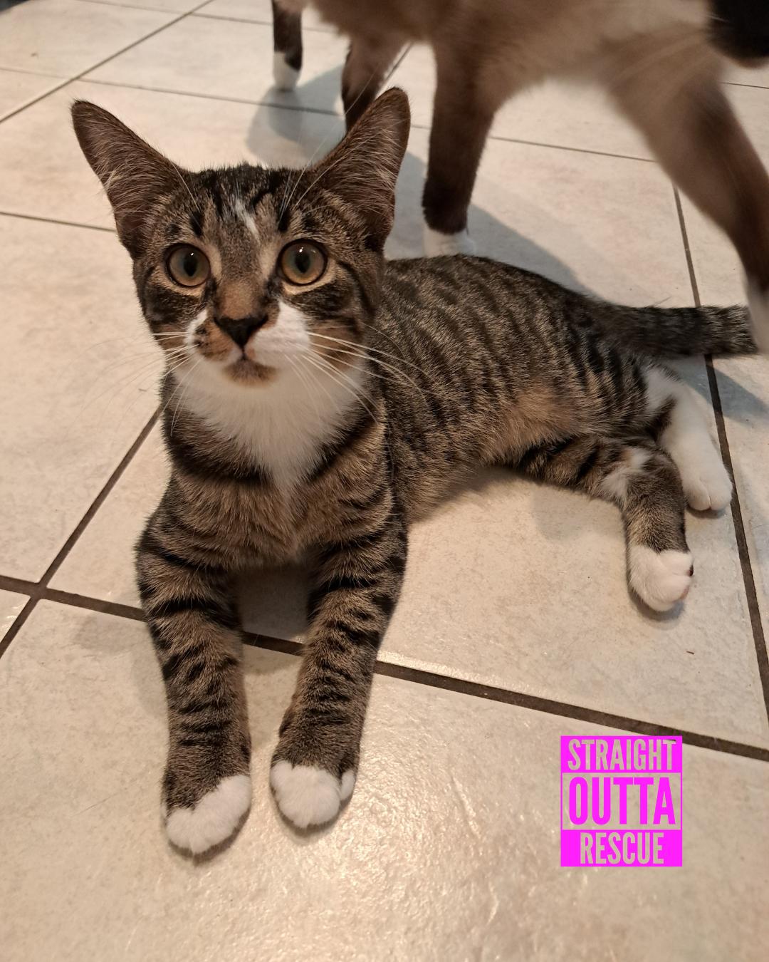 Flicker, a Adoptable Tabby in Vancouver, BC image 6/6