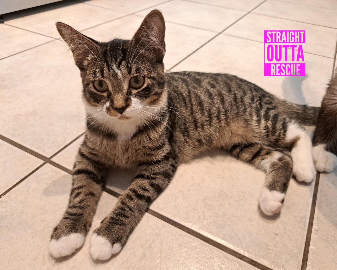 Flicker, Adoptable, Kitten Female Tabby.