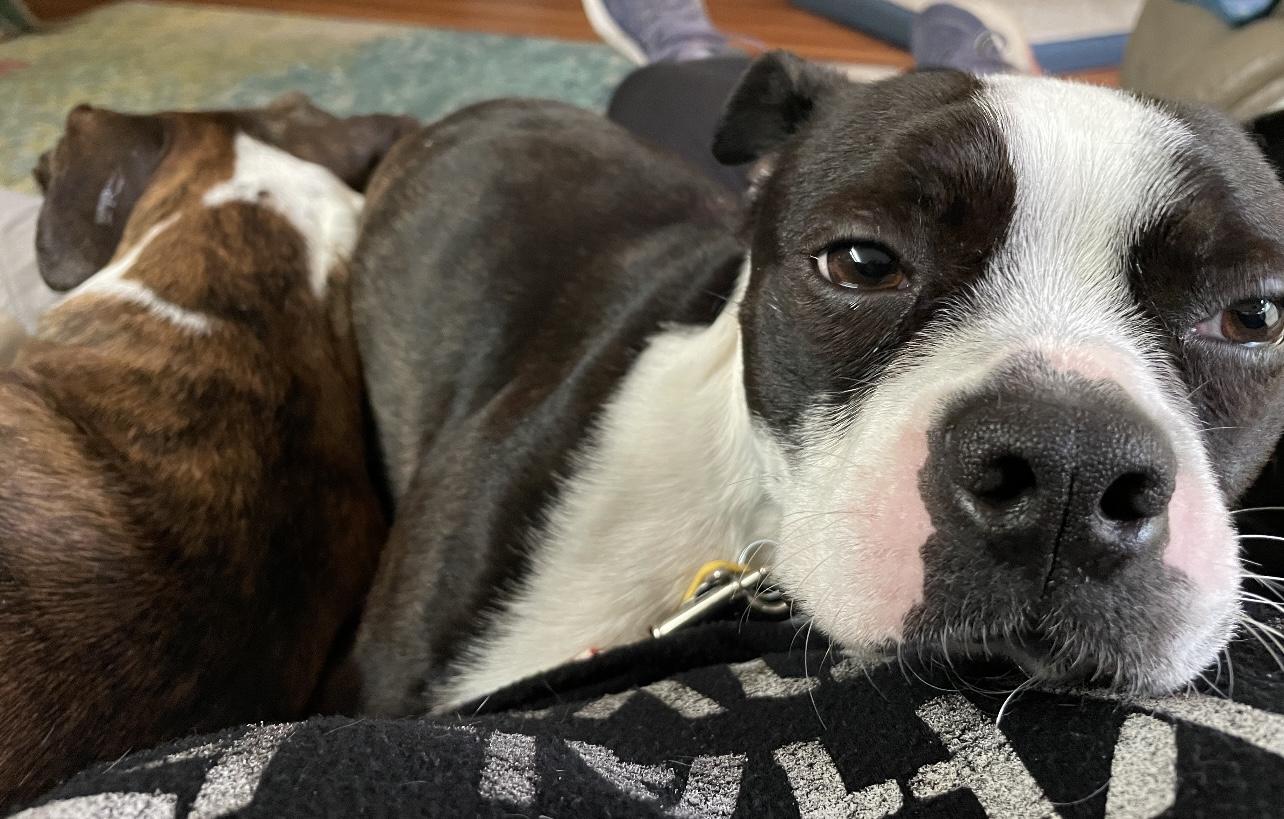 Enlarge Charlie, a Adopted Boston Terrier in Bastrop, TX image 2/4