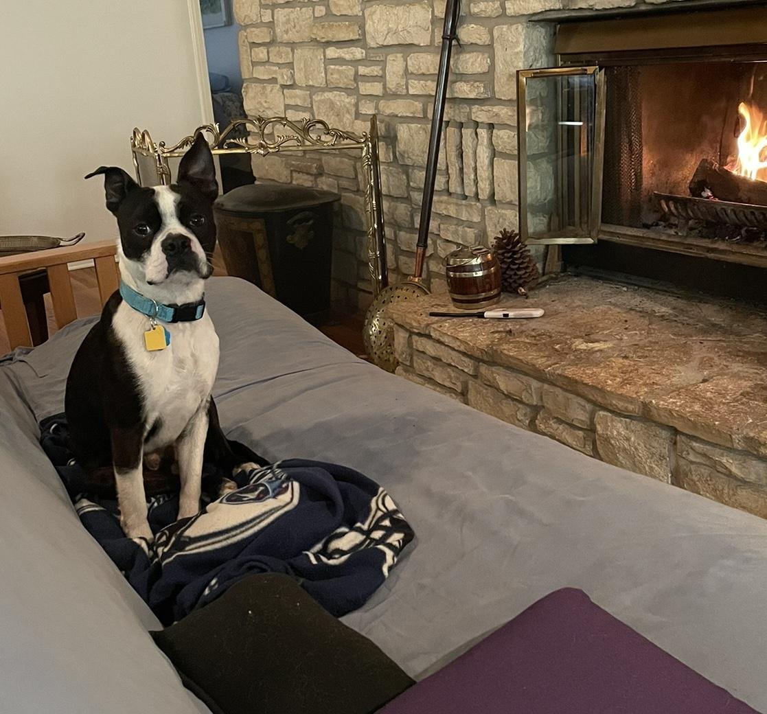 Enlarge Charlie, a Adopted Boston Terrier in Bastrop, TX image 4/4