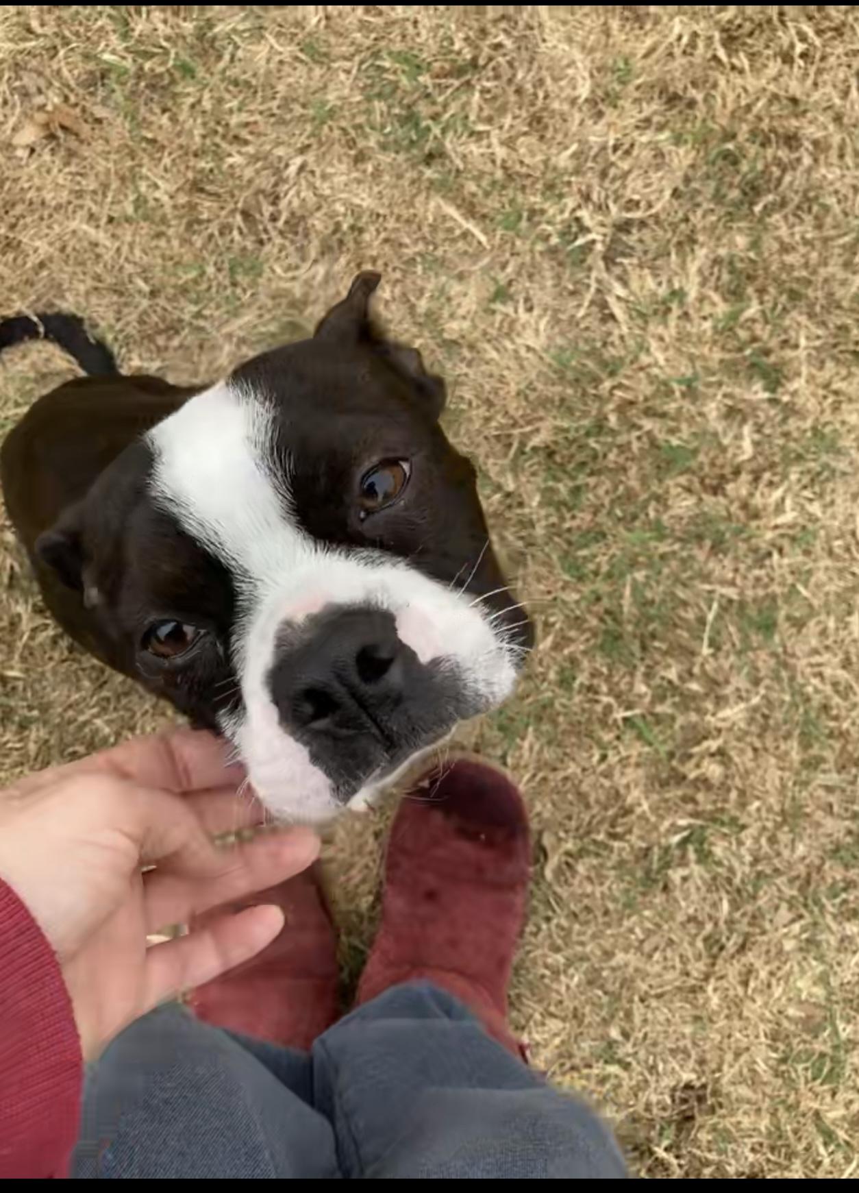 Enlarge Charlie, a Adopted Boston Terrier in Bastrop, TX image 3/4
