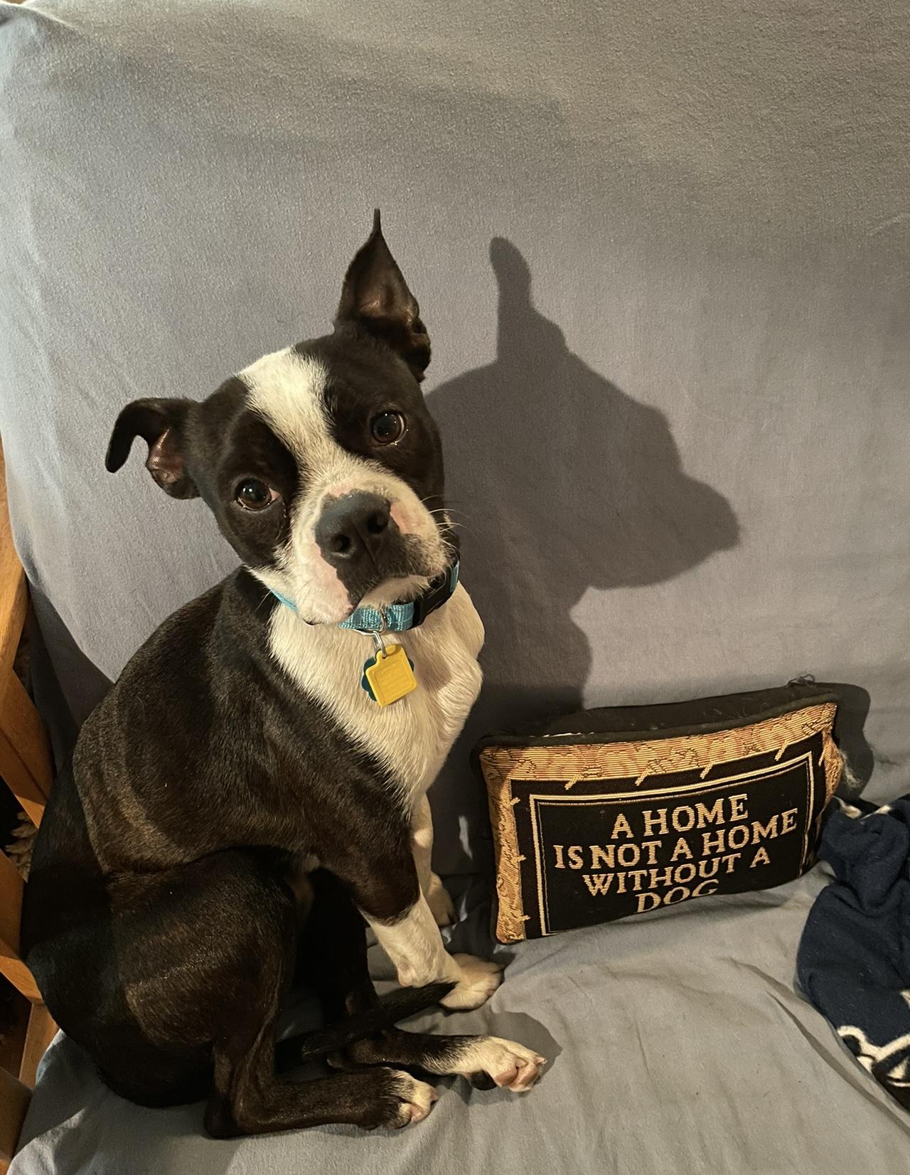 Charlie, Adopted, Adult Male Boston Terrier.
