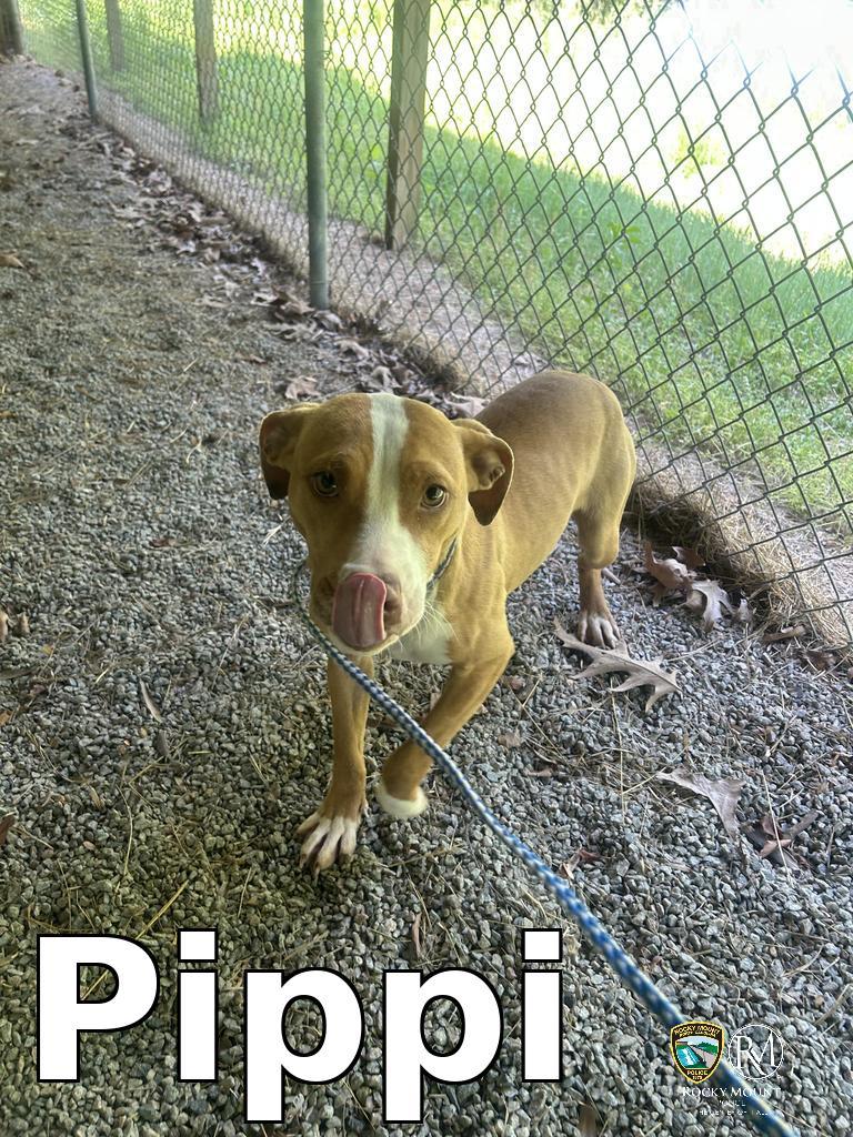 Enlarge Pippi, a Adoptable Pit Bull Terrier in Rocky Mount, NC image 1/2