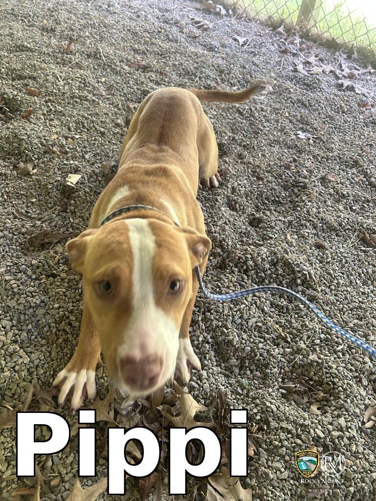 Enlarge Pippi, a Adoptable Pit Bull Terrier in Rocky Mount, NC image 2/2