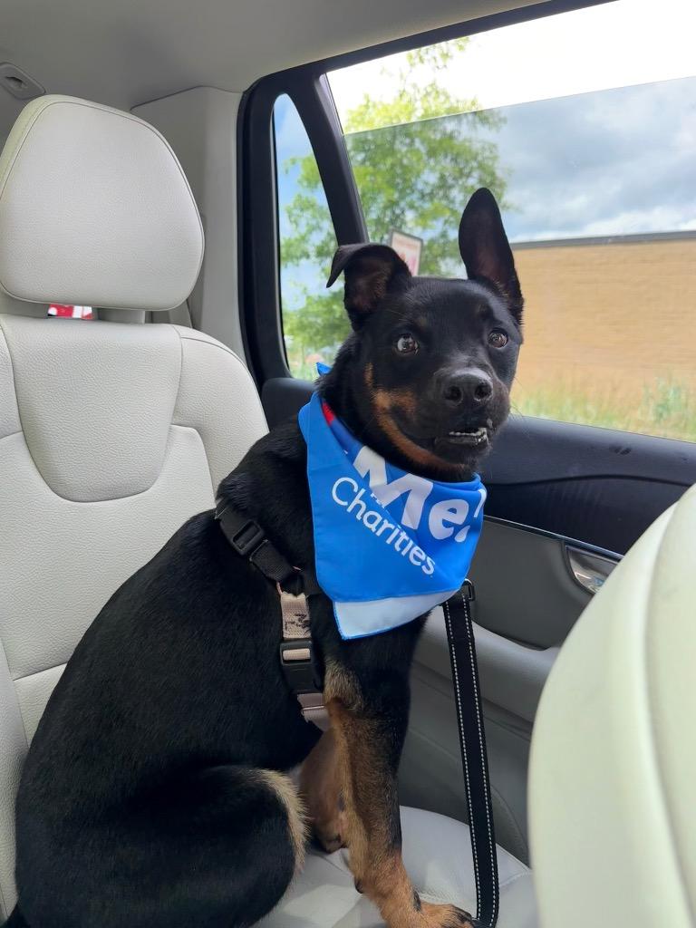 Blue, a Adoptable mixed breed in Christiansburg, VA image 1/4