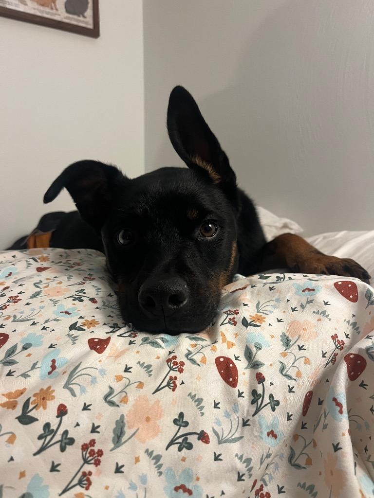 Blue, a Adoptable mixed breed in Christiansburg, VA image 2/4
