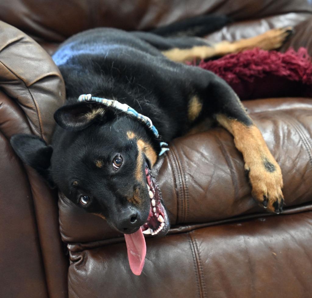 Blue, a Adoptable mixed breed in Christiansburg, VA image 3/4