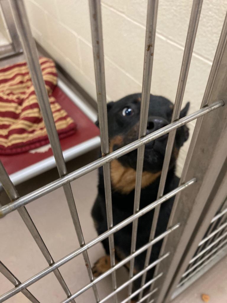 Blue, a Adoptable mixed breed in Christiansburg, VA image 4/4
