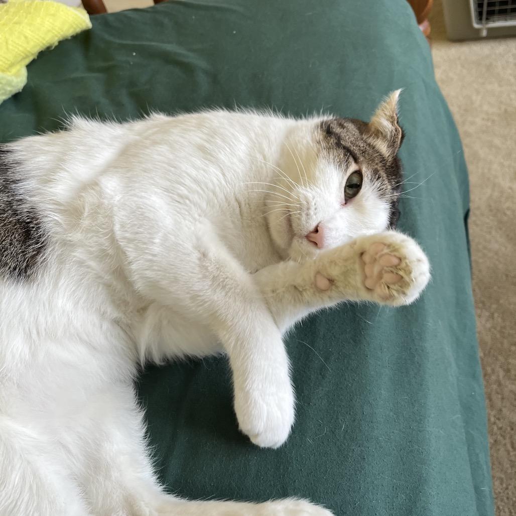 Carter, Adoptable, Senior Male Domestic Short Hair.